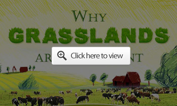 grassland facts
