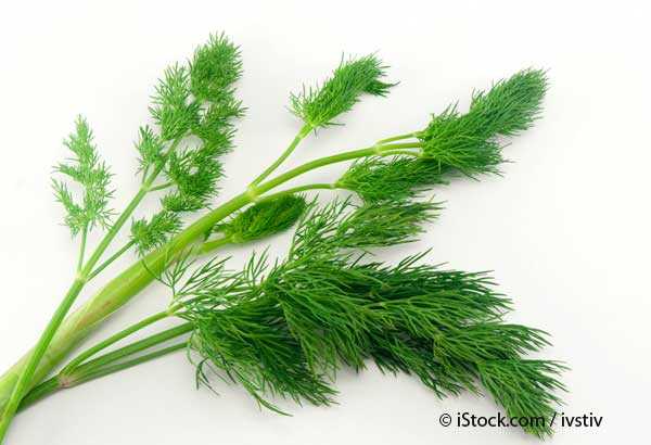 Food Facts - Dill