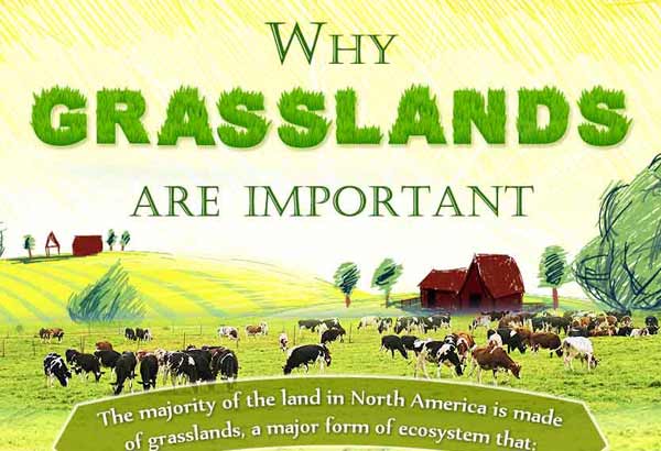 grasslands facts