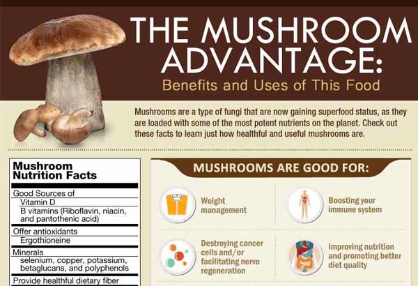 Infographics - Mushrooms