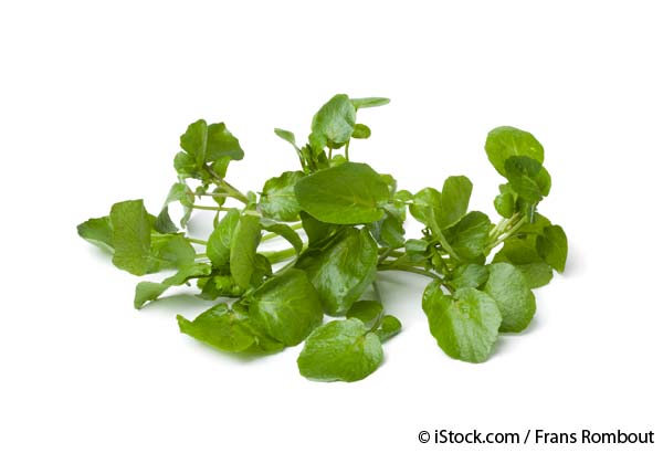 Food Facts - Watercress