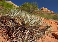 Agave: A Triumph of Marketing over Truth