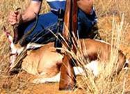 Why Do Animal Species Become Extinct?