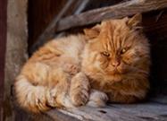 Are Hairballs an Unpleasant Fact of Life for Your Feline?