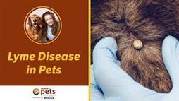 Lyme Disease in Dogs: The Feared Canine Disease that's Mostly Benign