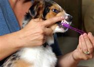 How Improving Your Dog’s Teeth Could Save His Life