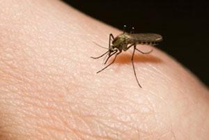 How to Avoid Becoming a Bug Buffet this Summer