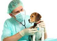 Don't Let Your Dog Be the Next Casualty of Deadly Heart Disease