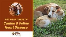 Heart Disease: The Silent Pet Killer That You Can Now Avoid