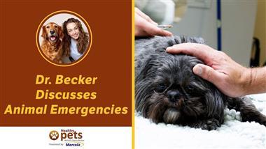 Put This Pet Emergency Plan in Place Today…