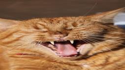 Check This First if Your Cat’s Urine Elimination Habits Seem to Change