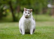 Read This BEFORE You Give Your Pet Another Pet Treat