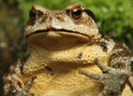 Amphibian and Reptile Owners: Danger Lurks in Your Aquarium…