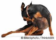 Stop the Anti-Flea Chemical Warfare on Your Pet...