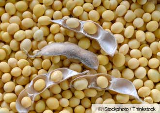 GMO Soybeans