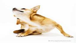 When Your Pet is Itchy: Is it Fleas or Mange?
