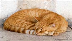 Pancreatitis: Is Your Cat Suffering from This Often Silent but Deadly Disease?