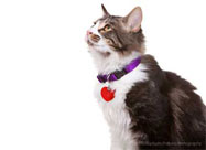 Does Your Cat Wear a Collar?