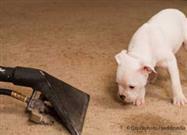 What’s that Smell? Cleaning Up After Pet Accidents