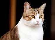 Dietary Fat: The "Bad" Nutrient That Your Pet Needs to Thrive