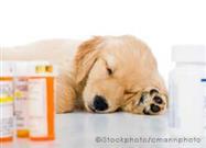 Human Medications: Are They Harmful or Helpful to Your Pet?