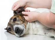 Dog Ear Mites