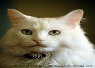 Feline Hypertension
