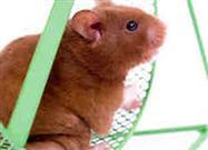 Surprising Facts About Pet Rats