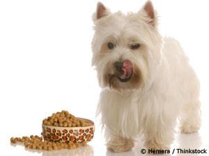 Does Your Dog Need a 'Breed-Specific' Diet?