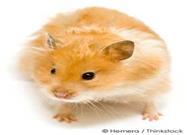Your Hamster's Scent Glands: What You Need to Know