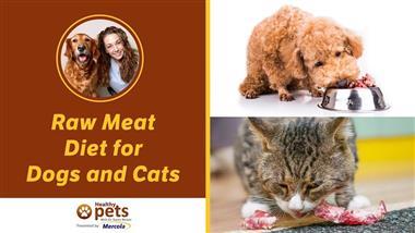 Raw Meat: The Completely Healthy 'Pet' Diet Your Vet Probably Vilifies