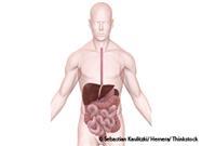 digestive system