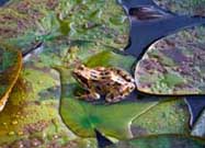 Update for Amphibian Owners: Frogs Still Spreading Salmonella