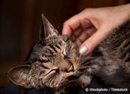 Stress Busters for Kitties