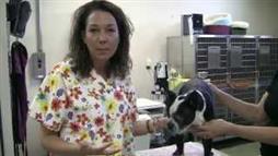 Trimming Your Dog's Nails Without Pain and Stress