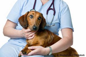 Treating Seizure Disorders in Pets