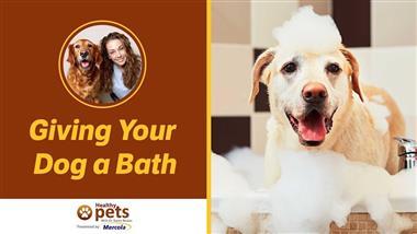 What Not to Do During Your Dog's Bath - Mistakes that Can Ruin Bath Time for His Lifetime...