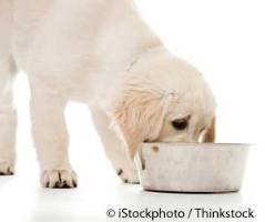 Another Pet Food Ingredient to Avoid: Cattle Feed