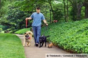 Finding the Right Pet Sitter for Your Dog or Cat
