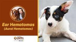 Floppy-Eared Dogs Need Extra Help to Avoid Ear Hematomas