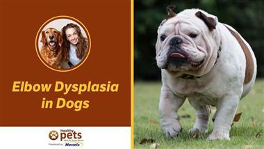 If Your Dog's Gait is Changing, Check for Elbow Dysplasia