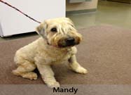 Wheaten Terrier Dog