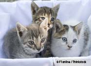 Cats with Feline Chlamydia