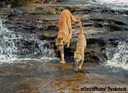 Mountain Lions