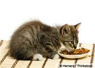Dry Cat Food