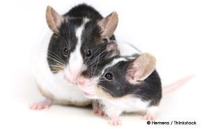Are Rats Capable of Empathy?