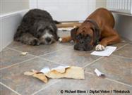 Are You Making This Mistake When Your Pet Misbehaves?