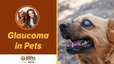 Recognize the Early Warning Signs of Glaucoma in Pets