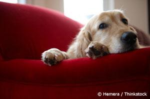 Anti-Aging Exercises to Keep Your Senior Pet Active