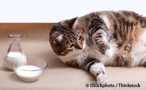 Omega-3 Fatty Acids May Help Heavy Pets Lose Weight